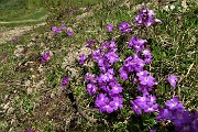 74 Fioriture di Primula di Lombardia (Primula glaucescens)